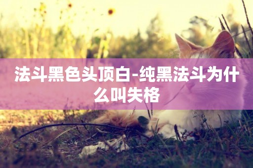 法斗黑色頭頂白-純黑法斗為什么叫失格