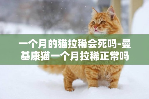 一個月的貓拉稀會死嗎-曼基康貓一個月拉稀正常嗎