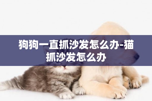 狗狗一直抓沙發怎么辦-貓抓沙發怎么辦