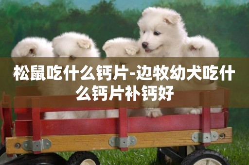 松鼠吃什么鈣片-邊牧幼犬吃什么鈣片補鈣好