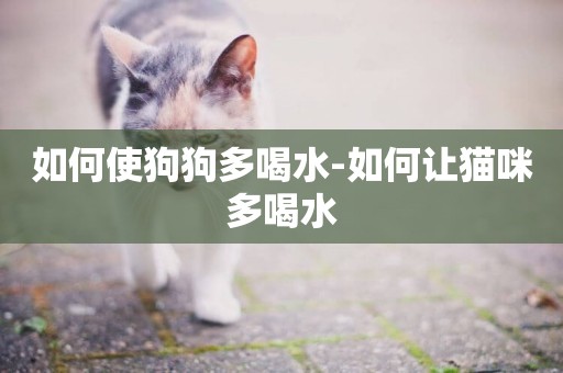如何使狗狗多喝水-如何讓貓咪多喝水
