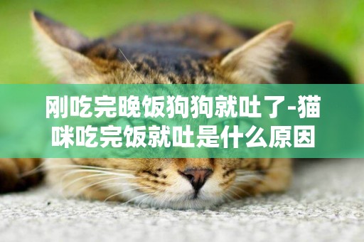 剛吃完晚飯狗狗就吐了-貓咪吃完飯就吐是什么原因