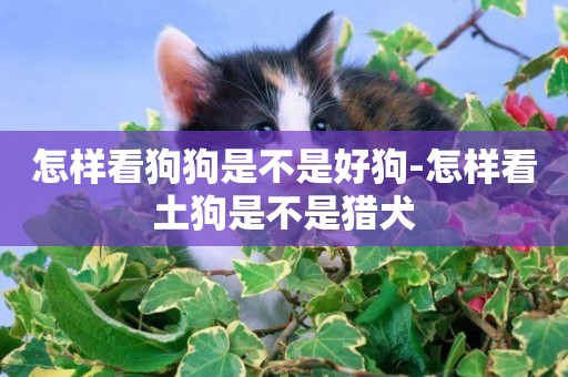 怎樣看狗狗是不是好狗-怎樣看土狗是不是獵犬