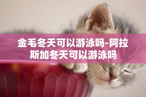 金毛冬天可以游泳嗎-阿拉斯加冬天可以游泳嗎