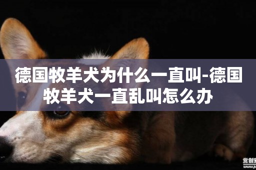 德國牧羊犬為什么一直叫-德國牧羊犬一直亂叫怎么辦