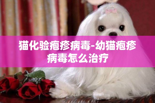 貓化驗皰疹病毒-幼貓皰疹病毒怎么治療