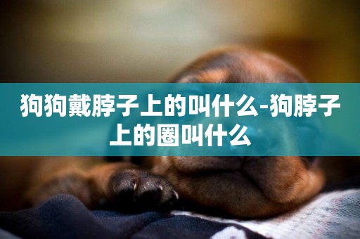 狗狗戴脖子上的叫什么-狗脖子上的圈叫什么