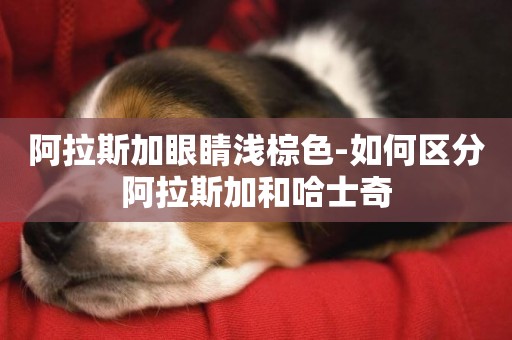 阿拉斯加眼睛淺棕色-如何區分阿拉斯加和哈士奇