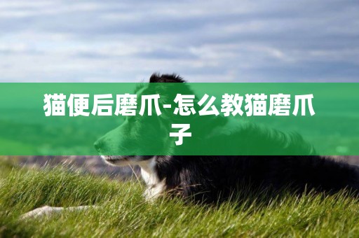 貓便后磨爪-怎么教貓磨爪子