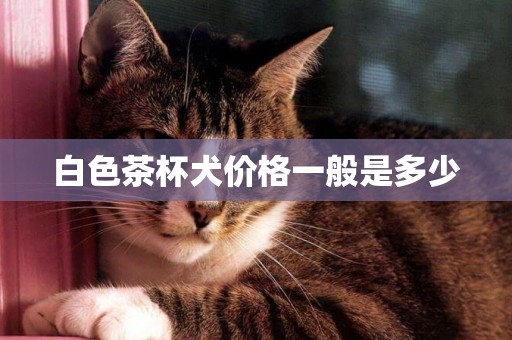 白色茶杯犬價格一般是多少