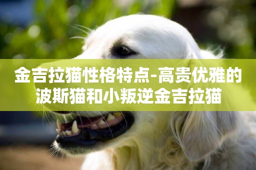 金吉拉貓性格特點-高貴優雅的波斯貓和小叛逆金吉拉貓