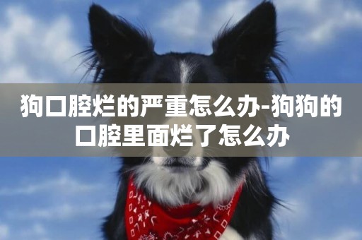 狗口腔爛的嚴重怎么辦-狗狗的口腔里面爛了怎么辦