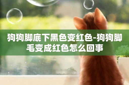 狗狗腳底下黑色變紅色-狗狗腳毛變成紅色怎么回事