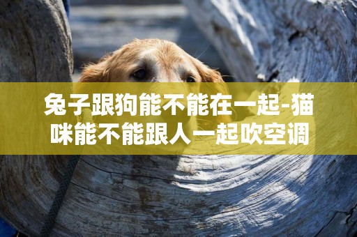 兔子跟狗能不能在一起-貓咪能不能跟人一起吹空調