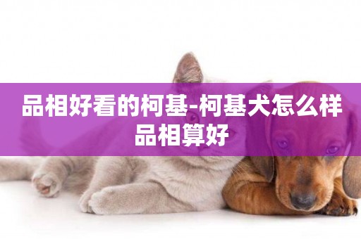 品相好看的柯基-柯基犬怎么樣品相算好