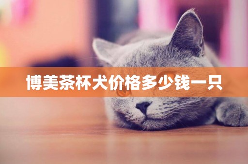 博美茶杯犬價格多少錢一只