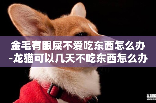 金毛有眼屎不愛吃東西怎么辦-龍貓可以幾天不吃東西怎么辦