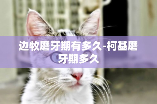 邊牧磨牙期有多久-柯基磨牙期多久