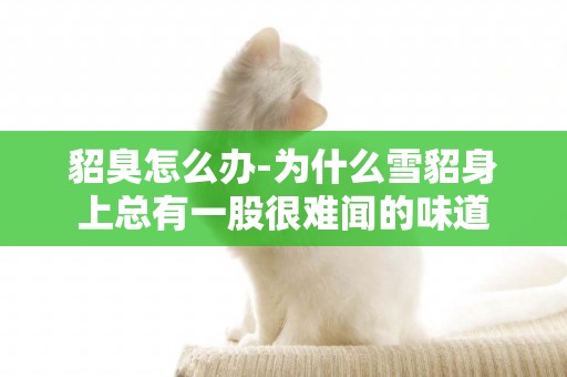 貂臭怎么辦-為什么雪貂身上總有一股很難聞的味道