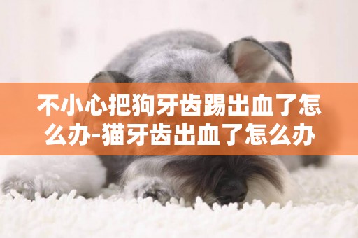 不小心把狗牙齒踢出血了怎么辦-貓牙齒出血了怎么辦