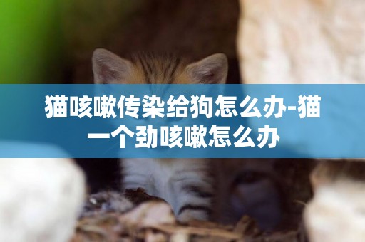 貓咳嗽傳染給狗怎么辦-貓一個勁咳嗽怎么辦