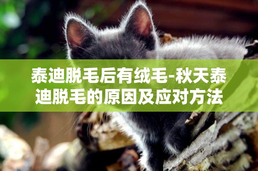 泰迪脫毛后有絨毛-秋天泰迪脫毛的原因及應對方法
