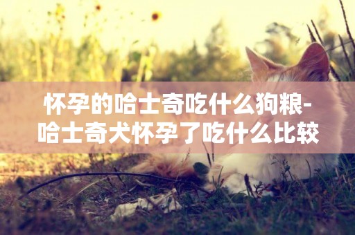 懷孕的哈士奇吃什么狗糧-哈士奇犬懷孕了吃什么比較好