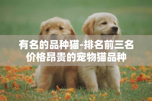有名的品種貓-排名前三名價格昂貴的寵物貓品種