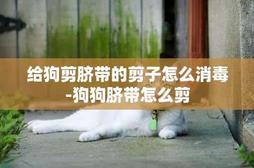 給狗剪臍帶的剪子怎么消毒-狗狗臍帶怎么剪