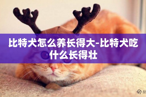 比特犬怎么養長得大-比特犬吃什么長得壯