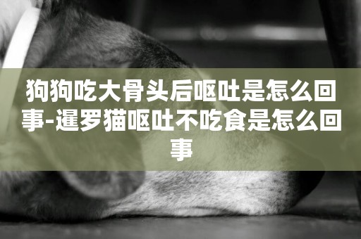 狗狗吃大骨頭后嘔吐是怎么回事-暹羅貓嘔吐不吃食是怎么回事