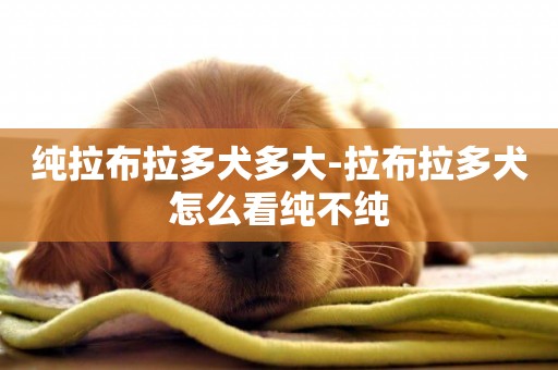 純拉布拉多犬多大-拉布拉多犬怎么看純不純