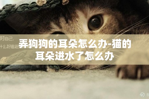 弄狗狗的耳朵怎么辦-貓的耳朵進水了怎么辦