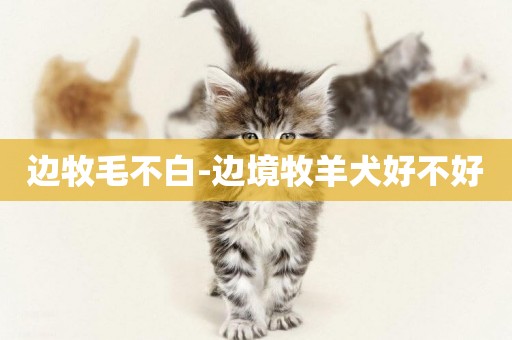 邊牧毛不白-邊境牧羊犬好不好