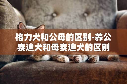 格力犬和公母的區別-養公泰迪犬和母泰迪犬的區別