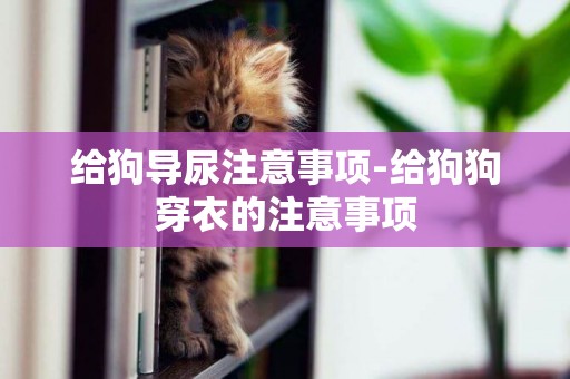 給狗導尿注意事項-給狗狗穿衣的注意事項