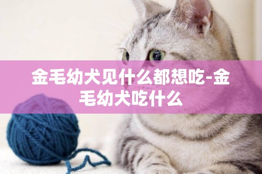 金毛幼犬見什么都想吃-金毛幼犬吃什么