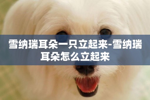 雪納瑞耳朵一只立起來-雪納瑞耳朵怎么立起來