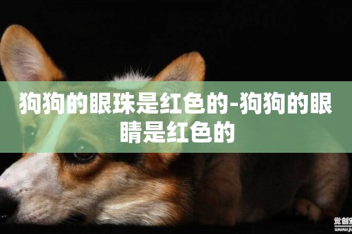 狗狗的眼珠是紅色的-狗狗的眼睛是紅色的