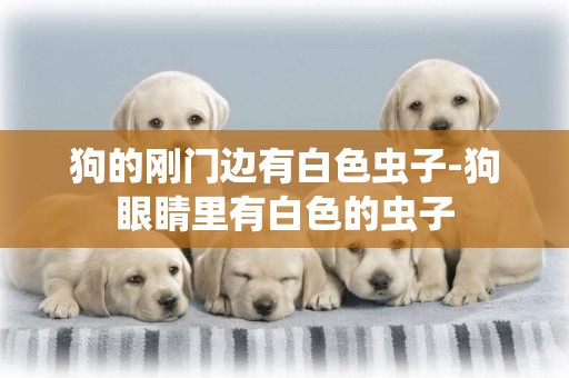 狗的剛門邊有白色蟲子-狗眼睛里有白色的蟲子