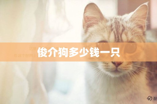 俊介狗多少錢一只