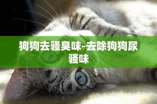 狗狗去騷臭味-去除狗狗尿騷味