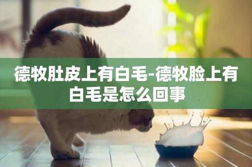 德牧肚皮上有白毛-德牧臉上有白毛是怎么回事