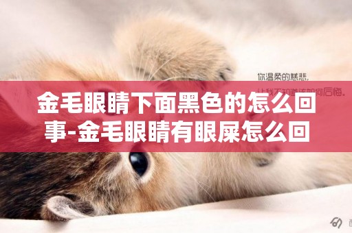 金毛眼睛下面黑色的怎么回事-金毛眼睛有眼屎怎么回事