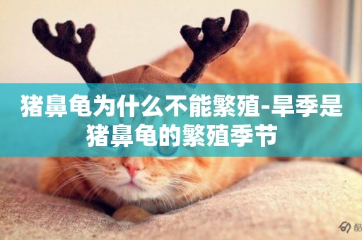 豬鼻龜為什么不能繁殖-旱季是豬鼻龜的繁殖季節