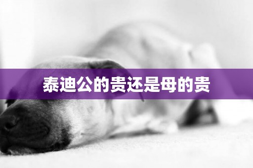 泰迪公的貴還是母的貴