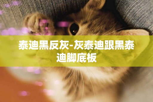 泰迪黑反灰-灰泰迪跟黑泰迪腳底板