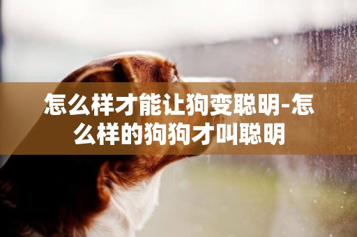 怎么樣才能讓狗變聰明-怎么樣的狗狗才叫聰明