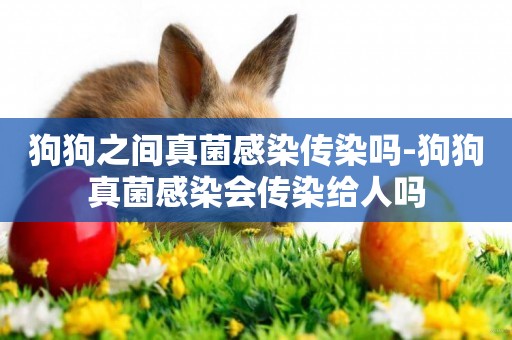 狗狗之間真菌感染傳染嗎-狗狗真菌感染會傳染給人嗎