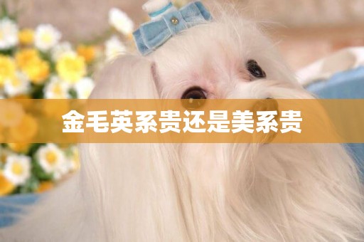 金毛英系貴還是美系貴